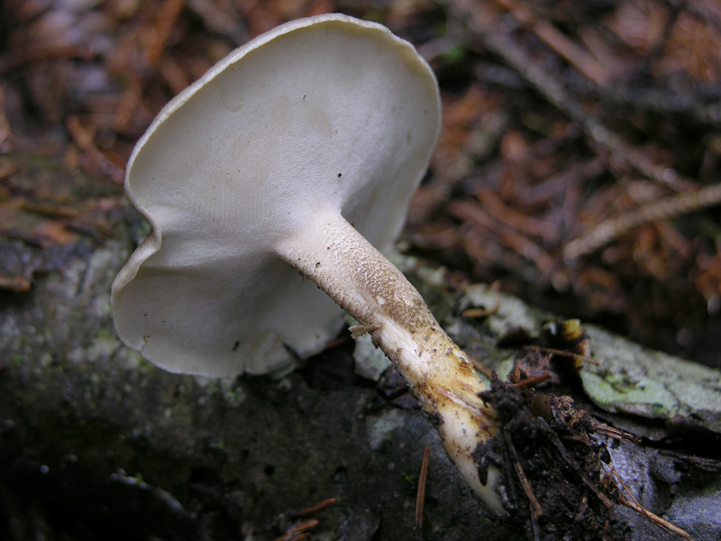 Scende la pioggia.....ma si va...